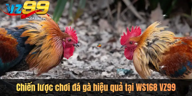 Chiến lược chơi đá gà hiệu quả tại WS168 VZ99