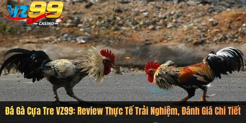 Đá Gà Cựa Tre VZ99: Review Thực Tế Trải Nghiệm, Đánh Giá Chi Tiết