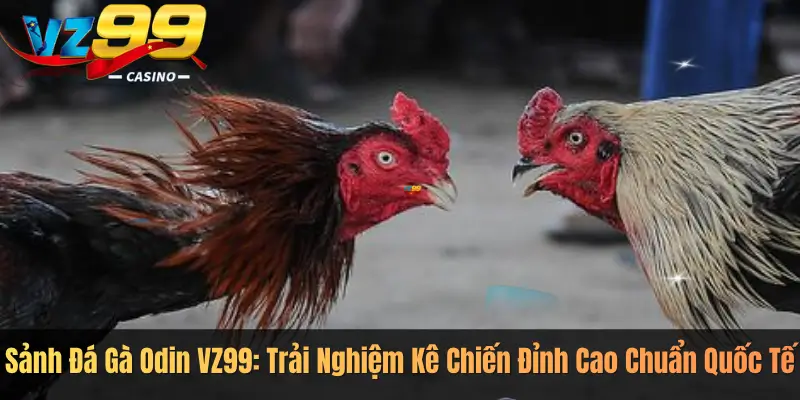 Sảnh Đá Gà Odin VZ99: Trải Nghiệm Kê Chiến Đỉnh Cao Chuẩn Quốc Tế