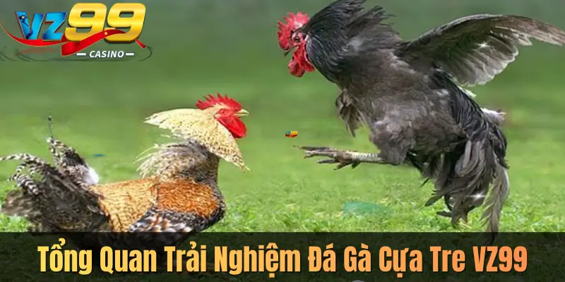 Tổng Quan Trải Nghiệm Đá Gà Cựa Tre VZ99