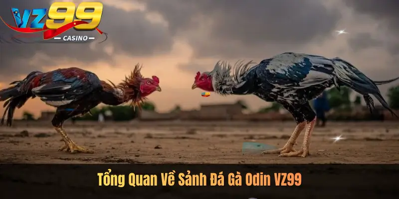 Tổng Quan Về Sảnh Đá Gà Odin VZ99