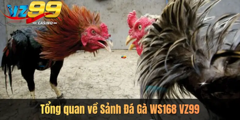 Tổng quan về Sảnh Đá Gà WS168 VZ99