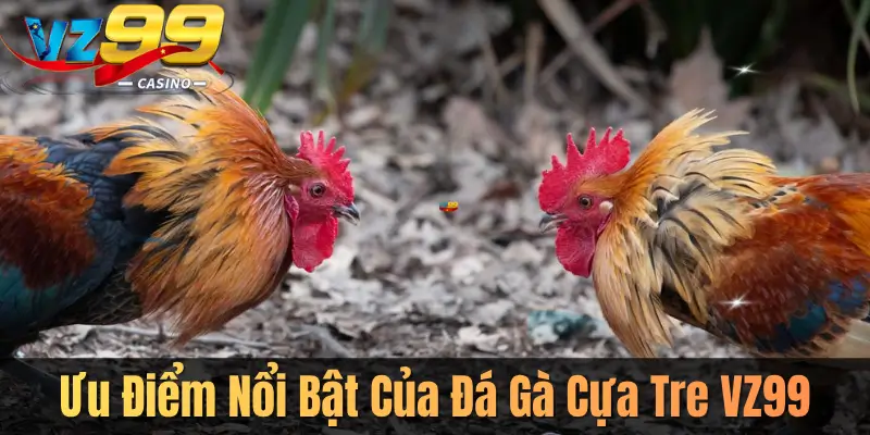 Ưu Điểm Nổi Bật Của Đá Gà Cựa Tre VZ99